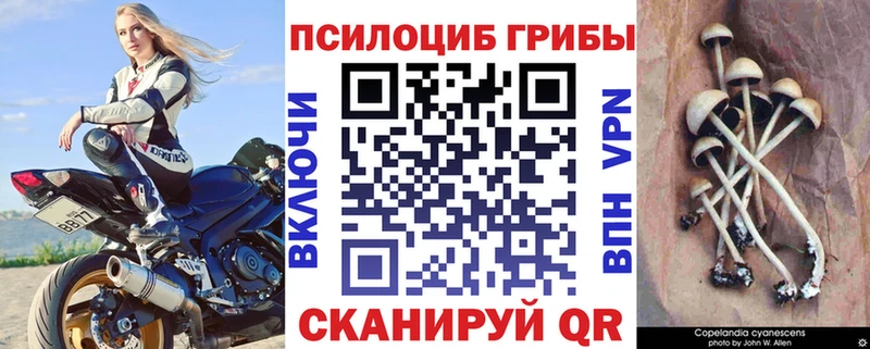 где купить   Новокубанск  Псилоцибиновые грибы Cubensis 